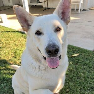 Meet your Posher, Dennise